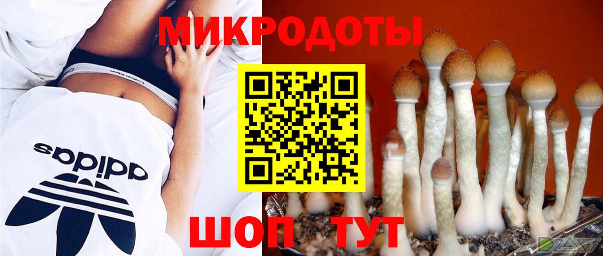 Псилоцибиновые грибы Psilocybine cubensis Великий Устюг